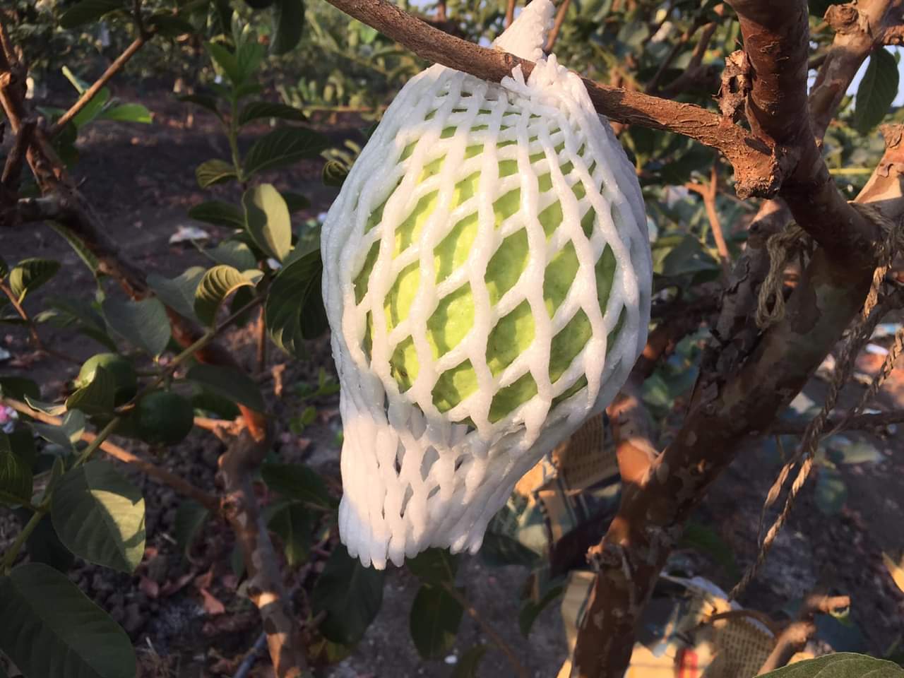 Non Woven Guava Fruit Cover