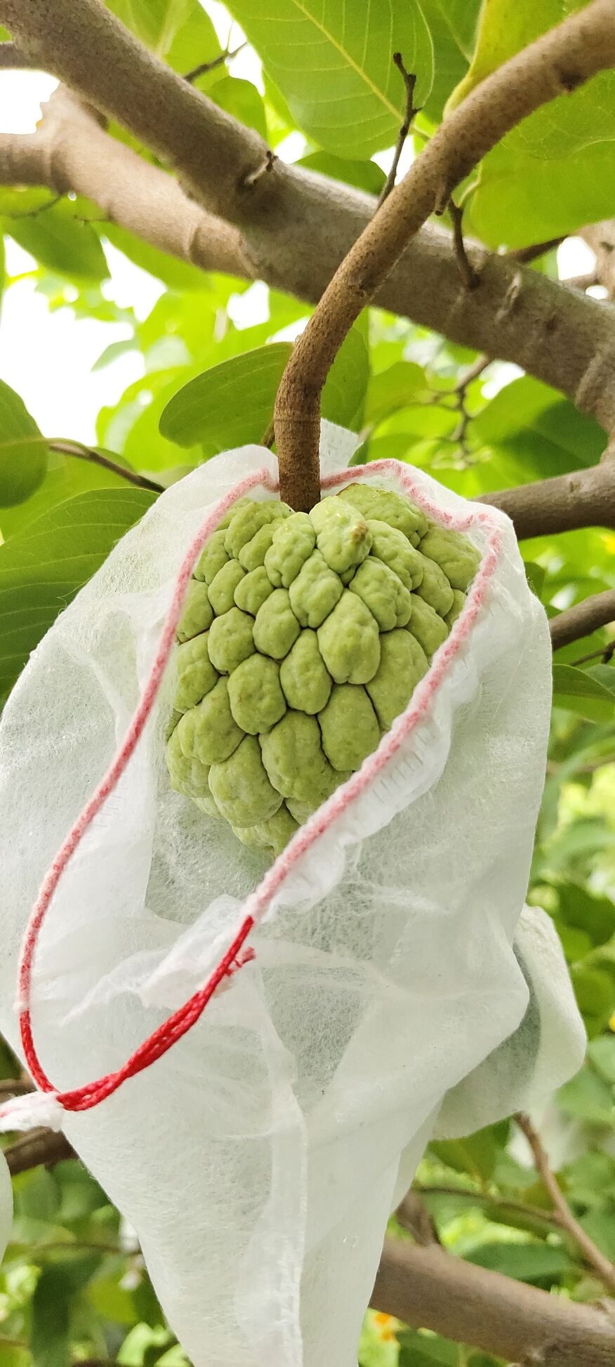 Custard Apple Fruit Cover