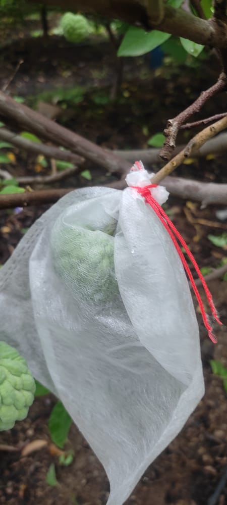 image16