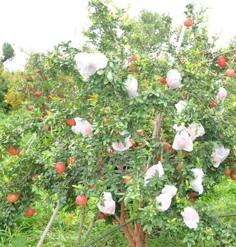 Uv Protected Fruit Cover Bag