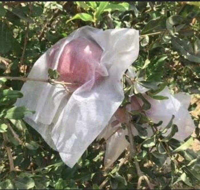 Fruit Cover Pomegranate Crop